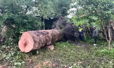 Festejaban un cumpleaños en Santa Ana y el árbol que estaba al lado terminó dentro de la casa