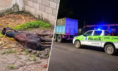 Bella Vista: el caballo estaba tirado en el terreno y no llegaron a tiempo