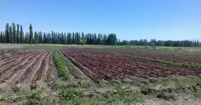Vende la jaula de lechuga a $2.500 y le quedan $500: el número que desnuda la crisis del campo sanjuanino