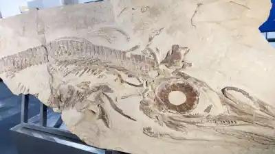 Zapala guarda un reptil de 150 millones de años: dónde verlo