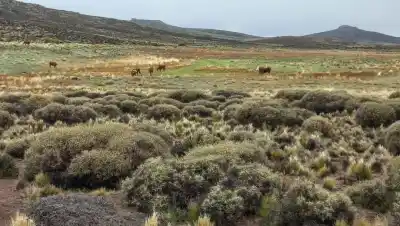 En la estepa llueve día tras día: el detalle que anticipa cuánto más pagarán por la lana