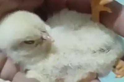 En La Banda, un pollito nació con tres patas y el video causa furor