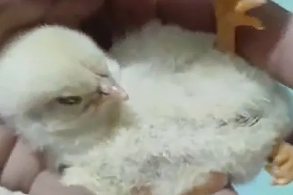 En La Banda, un pollito nació con tres patas y el video causa furor