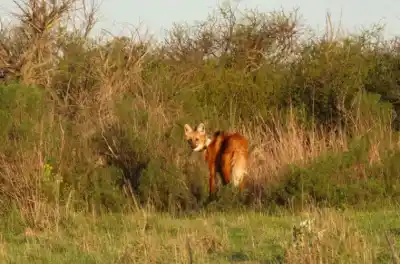 Volvió a casa: el aguará guazú que ya recorre la selva entrerriana