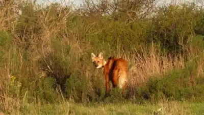 Gualeguaychú: liberaron un aguará guazú con un collar que lo sigue en tiempo real