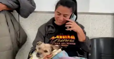 Rosario ya tiene su primer hospital animal municipal: ¿qué servicios ofrece y cómo funciona?