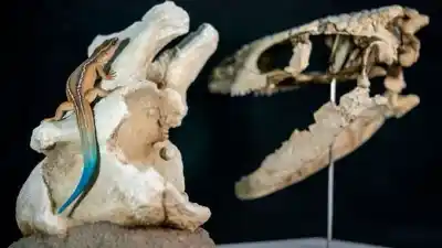 Hallaron un fósil en perfecto estado que revela un linaje desconocido: ¿Qué secretos guardaba este reptil de 70 millones de años?