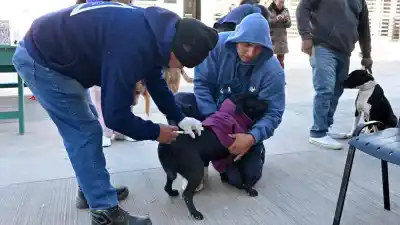 El quirófano móvil recorre cuatro barrios: dónde y qué días atiende