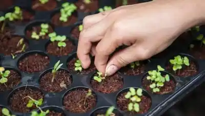 Casi todos tienen huerta en El Bolsón: el plan con 1000 kits que cambió la mesa de los vecinos