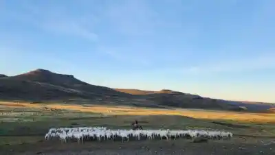 El campo de la Región Sur que puede convertirse en un negocio de miles de dólares: la millonaria cifra que ya miden en el suelo