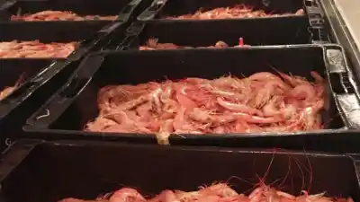 20 barcos salieron a buscar langostino en Chubut: qué debe aparecer en las redes para habilitar la temporada