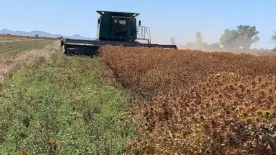 Dejó de sembrar algodón en Formosa y probó con una semilla resistente al clima: hoy ya cubre 14.000 hectáreas