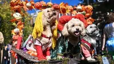 El desfile de mascotas que promete llenar el Parque de Mayo de sustos y ternura