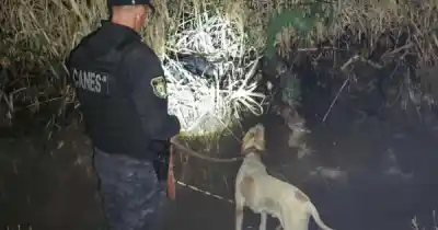 Fito siguió un rastro de 200 metros y frenó en un cañaveral: lo que había adentro