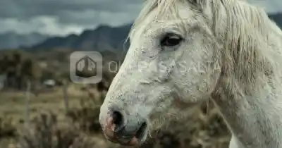 En Vaqueros, un caballo se desangra tirado en el piso y sus dueños no aparecen