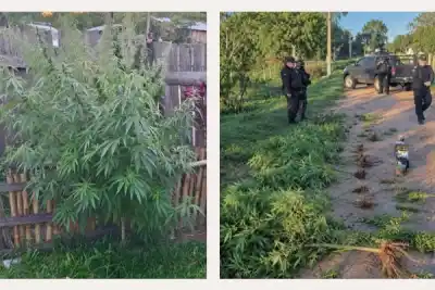 Allanaron una casa en Caá Catí y adentro había 50 plantas de marihuana: hay un detenido
