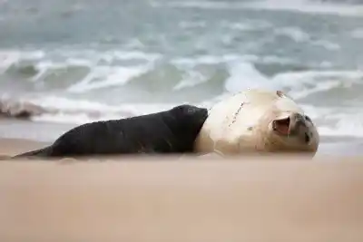 Nació en una playa de Mar del Plata y ya tiene nombre: quién es Alfredito