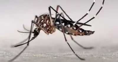 Dengue en Mendoza: el plan que incluye liberar mosquitos en la provincia