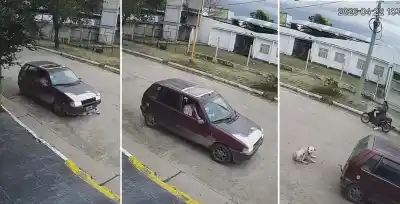 Indignación en Aguilares: atropellaron a un perro y el conductor no se detuvo para asistirlo
