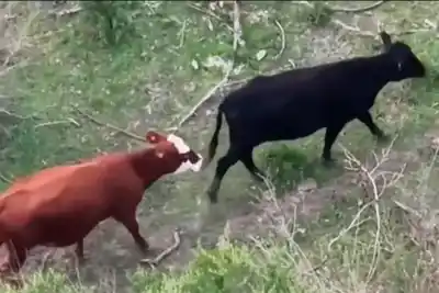 La creciente del Paraná los dejó sin tierra: la herramienta que usan para rescatar a sus vacas