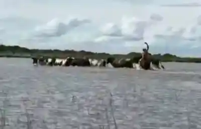 Los animales que abren el camino para que miles de vacas escapen del agua en Santa Fe