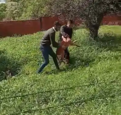 Ladridos insistentes en San Pedro: el pozo de dos metros que escondía un labrador atrapado