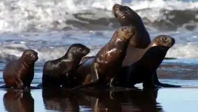 Río Negro blindará 273 mil hectáreas del Golfo: qué pasará con la pesca y el turismo