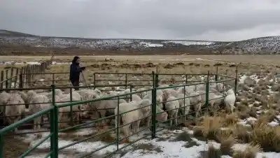 La lluvia volvió a Maquinchao, pero la oveja no se recupera sola: el dato que preocupa