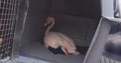 Rescataron a una parina chica en San Juan y la trajeron a Mendoza: el desenlace en el Ecoparque