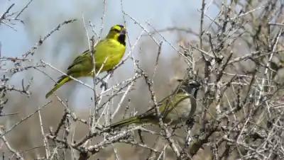 El negocio que vacía la Patagonia: del cardenal amarillo al choique, nadie sabe cuánto se trafica