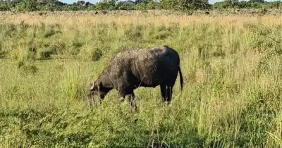 Carne de búfalo, más barata y saludable que la vaca: se vende a $15.000 el kilo en el norte santafesino