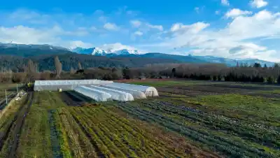Lúpulo, frutillas y hortalizas: la temporada arranca con un número que ilusiona en El Bolsón