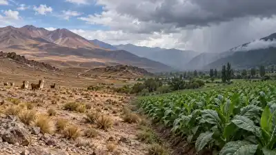 Sin pasto y sin agua: la Puna jujeña aguanta la sequía mientras el tabaco mira el cielo