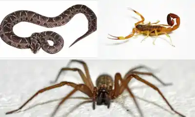 El agua los saca de sus escondites: dónde pueden aparecer víboras y alacranes en San Juan