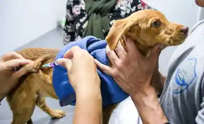 Vacunan y castran gratis este sábado en Madryn: dónde anotarse antes de que se acaben los turnos