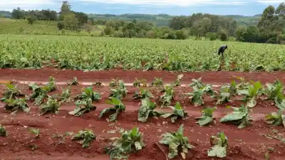 El granizo golpeó las chacras misioneras y ahora van por el número que define todo