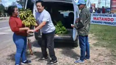 Regalaron 3000 kilos de bananas en una ruta de Formosa: por qué lo hicieron