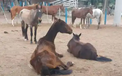 Encerrados y con la piel pegada a los huesos: los caballos de El Carril que nadie alimenta