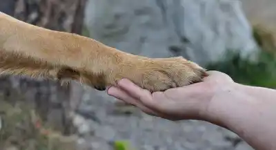 San Juan: piden frenar las adopciones de mascotas por lo que pasa con los animales negros y blancos