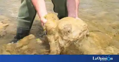 El alga que sobrevive 40 días fuera del agua y obliga a un ritual en cada salida a los ríos de Santa Cruz
