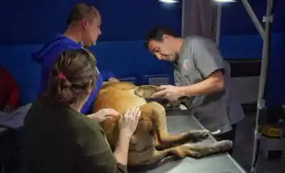 Llega por primera vez a Puerto Rawson el quirófano que opera gratis a las mascotas