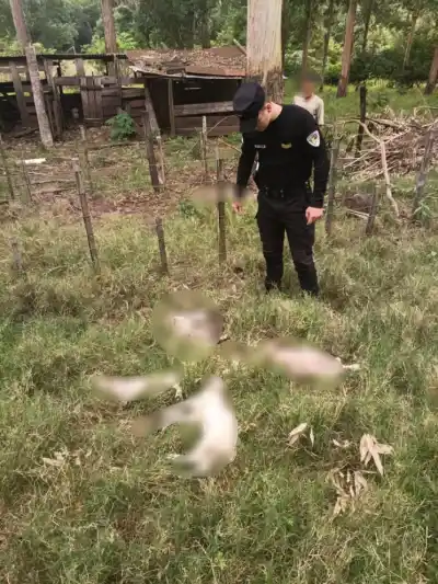 Cerro Azul: diez ovejas aparecieron sin vida y las mordeduras no cierran