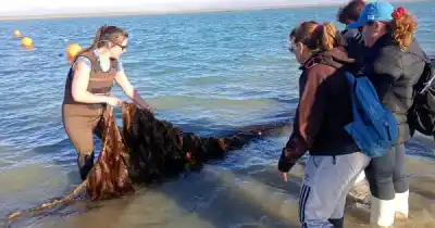 San Julián se sumerge en el mar: la iniciativa que ya sumó a vecinos y estudiantes de otra ciudad