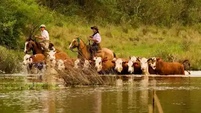 La crecida ya los obliga a sacar el ganado de las islas: el dato que complica a los baqueanos