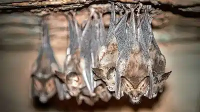El murciélago que cayó en el patio de tu casa: qué hacer y qué no