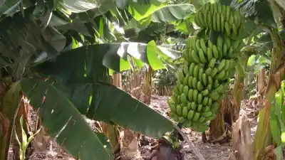 El clima juega a favor, pero a los bananeros de Misiones hay un precio que los funde