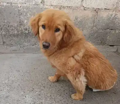 Atropellada y abandonada: la perrita que necesita 30.000 pesos para volver a caminar
