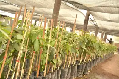 Corrientes sumó 2.000 plantines de palta Hass: dónde terminaron
