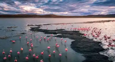 Jacobacci vuelve a mostrar la laguna que estuvo 12 años sin agua: los flamencos ya están ahí