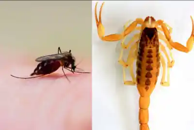 La creciente trajo alacranes y mosquitos: dónde se esconden dentro de tu casa
